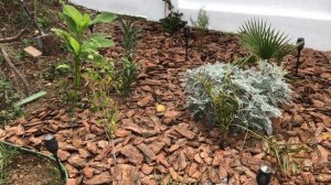 Замульчировал входную клумбу сосновой корой.Оцените результат. Укладывал как на грунт так и на ткань