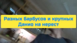 РАЗНЫХ БАРБУСОВ И КРУПНЫХ ДАНИО НА НЕРЕСТ