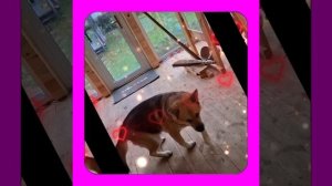 1000040487.mp4 (Собака смотрит на монтаж электропроводки (подключен. 3-х ф. розетки) в доме А-фрейм)