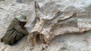 Пень возрастом 385 млн лет | Уникальная находка палеонтологов СПбГУ