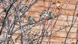 Птички зимние и гуси с утками на пруду(в деревеньке)