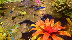 Тропики в Ботаническом саду МГУ.