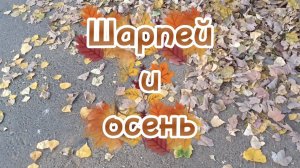 Шарпей и осень🍁
