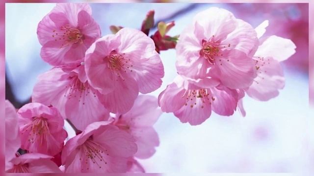 Красивая музыка и прекрасные цветы