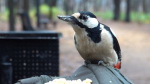 Дождь. Дятел снова прилетел. Зарисовка