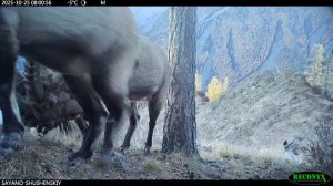 Осенний учёт сибирского горного козла – 2025