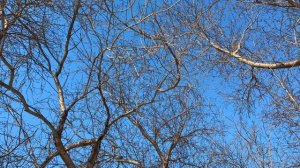 🎼. «Баллада Осени» - Эдгар Туниянц