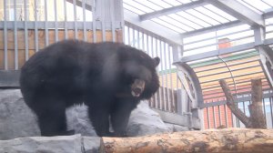 Как зимуют медведи в зоопарке