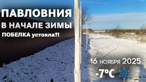 ПАВЛОВНИЯ В НАЧАЛЕ ЗИМЫ: Смылась ли побелка после -7°C и СНЕГА? Оценка аллеи 16 ноября 2025