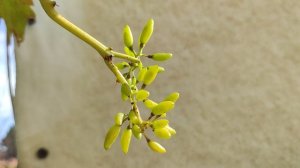 ОПЕРА!!!🍇🍇🍇 НОВИНКА ОТ КАЛУГИНА!!! Telegram, WhatsApp и Vlber +79528500417. ТЕЛ. +79054033245.