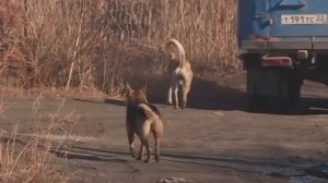 "Коммунальный рейд": жителей разных районов Бийска держат в страхе стаи бродячих собак