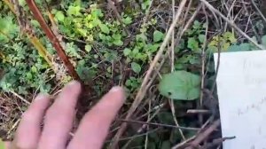 Как зарождается жизнь в почве.