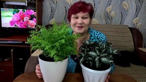 Этот ЦВЕТОК  должен быть в вашем доме!! НЕОПИСУЕМАЯ КРАСОТА!! Пилея Спруса и Мелколиственная!!