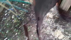 «Самодельная печь — сытный обед для животных»;

.mp4