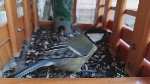 Доброе утро Всем,хорошего дня.🐦⬛🐦⬛🐦⬛доольны