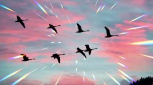 "Ни о чём не жалей... " стихи Н Денисенко/  нейросеть Suno Al... ❤🍂🌹🍂