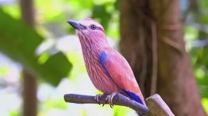 МУЗЫКА ДЛЯ ОБРЕТЕНИЯ ВНУТРЕННЕГО РАВНОВЕСИЯ И СПОКОЙСТВИЯ