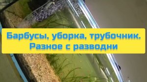 БАРБУСЫ, УБОРКА, ТРУБОЧНИК. РАЗНОЕ С РАЗВОДНИ