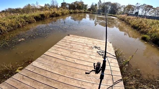 Вот как выросла рыба в пруду за 3 месяца ! ХУТОР В ЛЕСУ №855 смотреть онлайн