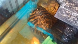 Красноухие черепахи 🐢 день 18-11-2025. Маруся рассказывает анекдоты.