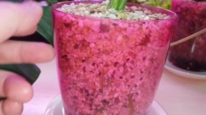 супер быстрый способ вырастить монстеру