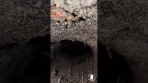 Как добыть кадры с фотоловушки