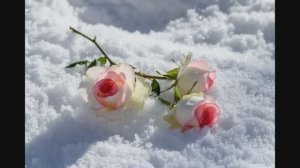 Осколки на снегу.