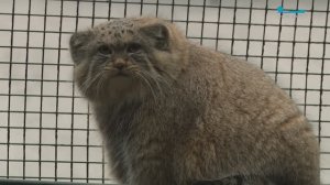 Зимний режим. Как обитатели Ленинградского зоопарка готовятся к холодам