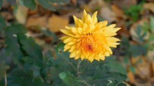 12=11=2025  ПВН  (15)