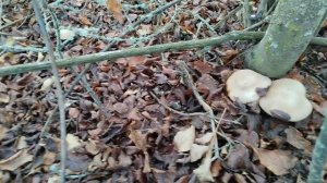 грибы синяя ножка