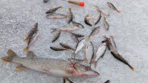 ЗИМНЯЯ РЫБАЛКА! ОТКРЫЛСЯ ПО ЖЕРЛИЦАМ! ЩУКА, ОКУНЬ,ПЛОВА!!!