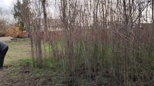 После лесоповала - пельмешки! Жизнь станичная на пенсии.