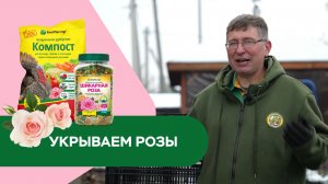 Укрываем розы на зиму