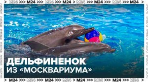 Жители столицы выбрали имя для детеныша черноморской афалины из "Москвариума" - Москва 24