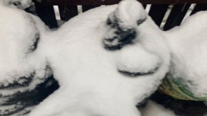 Снег на участке.