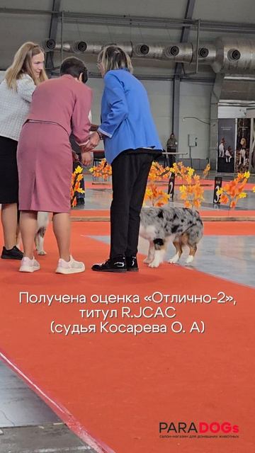 Хендлер Алина и миниатюрная американская овчарка в САС ЧРКФ