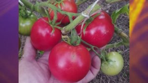 Томаты для открытого грунта. Какие сорта оказались  более устойчивы к похолоданиям.  г. Киров
