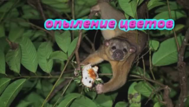 Тропики Необычный способ опыления