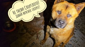 Что с крышей у совы Кофи? Жаба Брунгильда пришла линять в тазик. Погодные качели шатают меня к сове