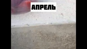 Успехи Весты