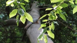 Белка виляет хвостом