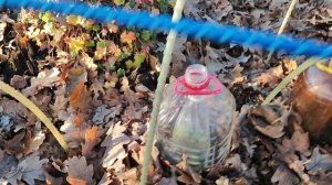 Укрыла черенки роз, два способа. ПроДачу.