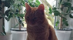 Классное видео о рыжем коте / 362 выпуск: Этот рыжий любимец