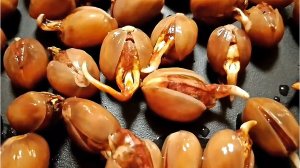 Семена фисташки Акбари после перекиси водорода состояние на 18.11.2025г. от Small Garden's