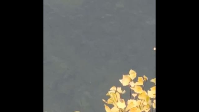 Горный Алтай. Телецкое озеро