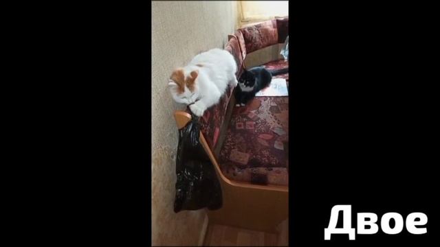 Дело было как- то днём  и Двое развлекаются,как могут.