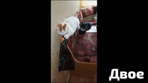 Дело было как- то днём  и Двое развлекаются,как могут.