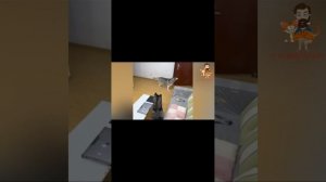 смешные котики!