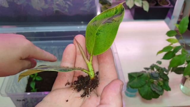 укоренение гортензий пеларгоний фикусов клематисов смотреть онлайн