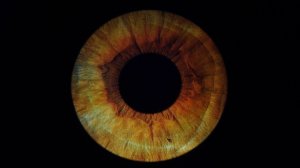 Выпускной фильм